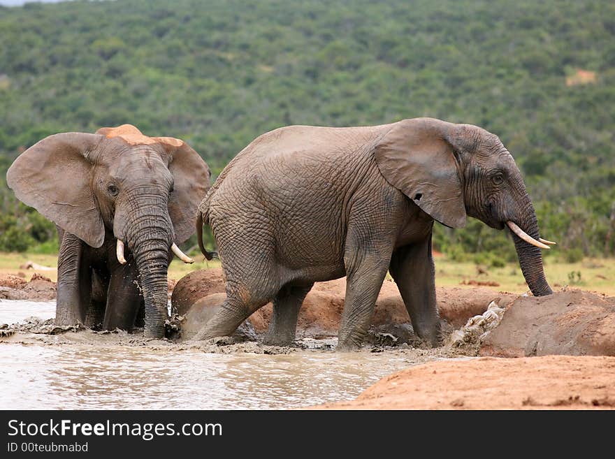 Elephants taking a mud bath. Elephants taking a mud bath