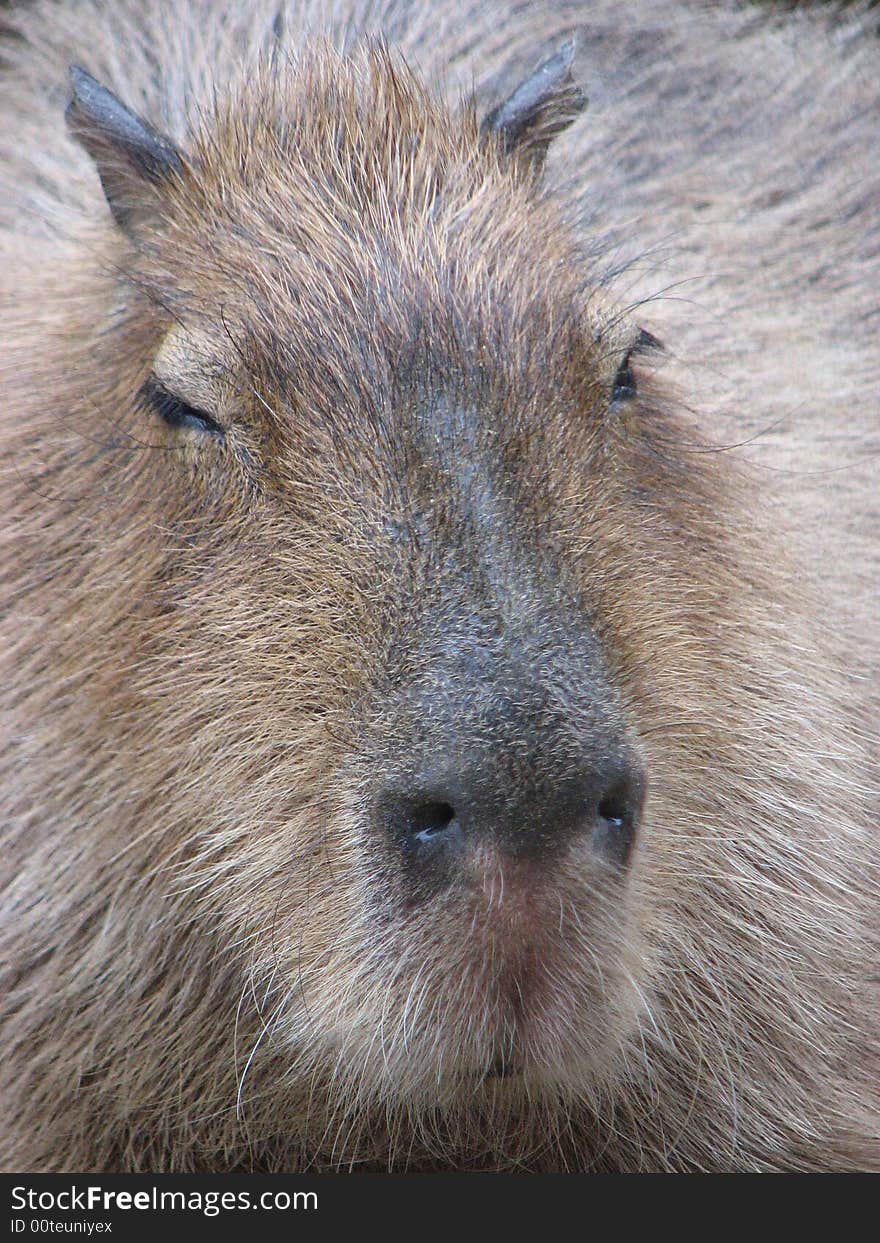 Capybara Closeup