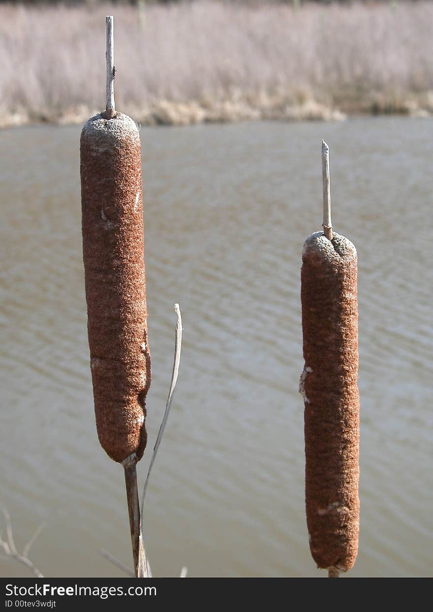 Broadleaf Cattail Flowers- Typha latifolia. Broadleaf Cattail Flowers- Typha latifolia