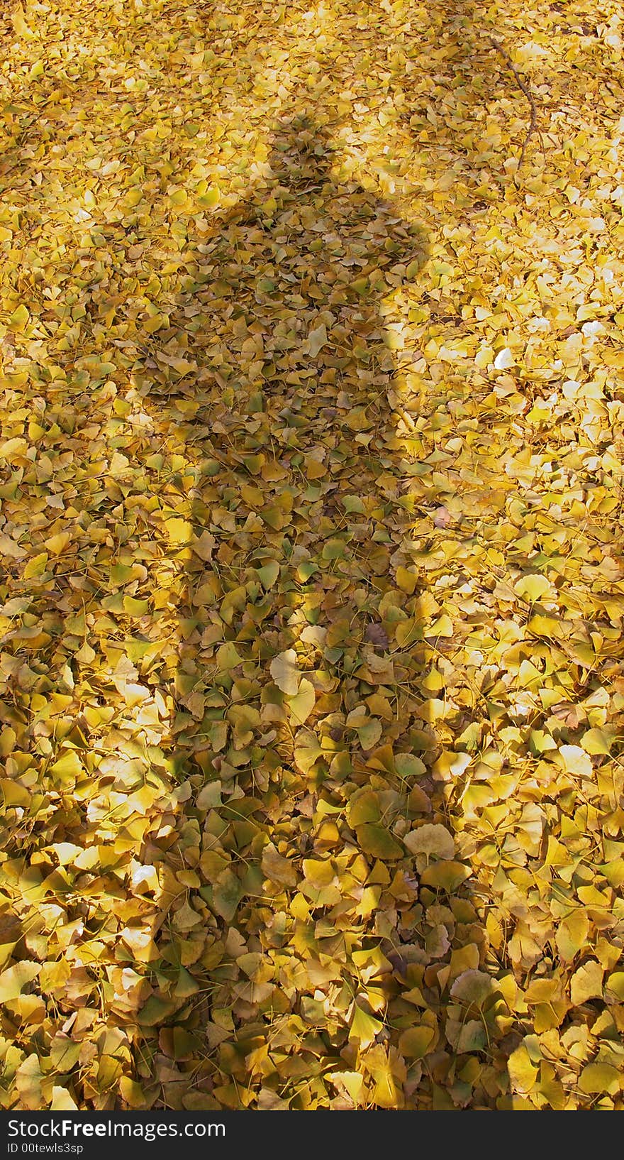 Great Shadow Beijing asian China landscape