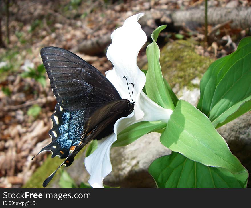 Swallowtail on Flower