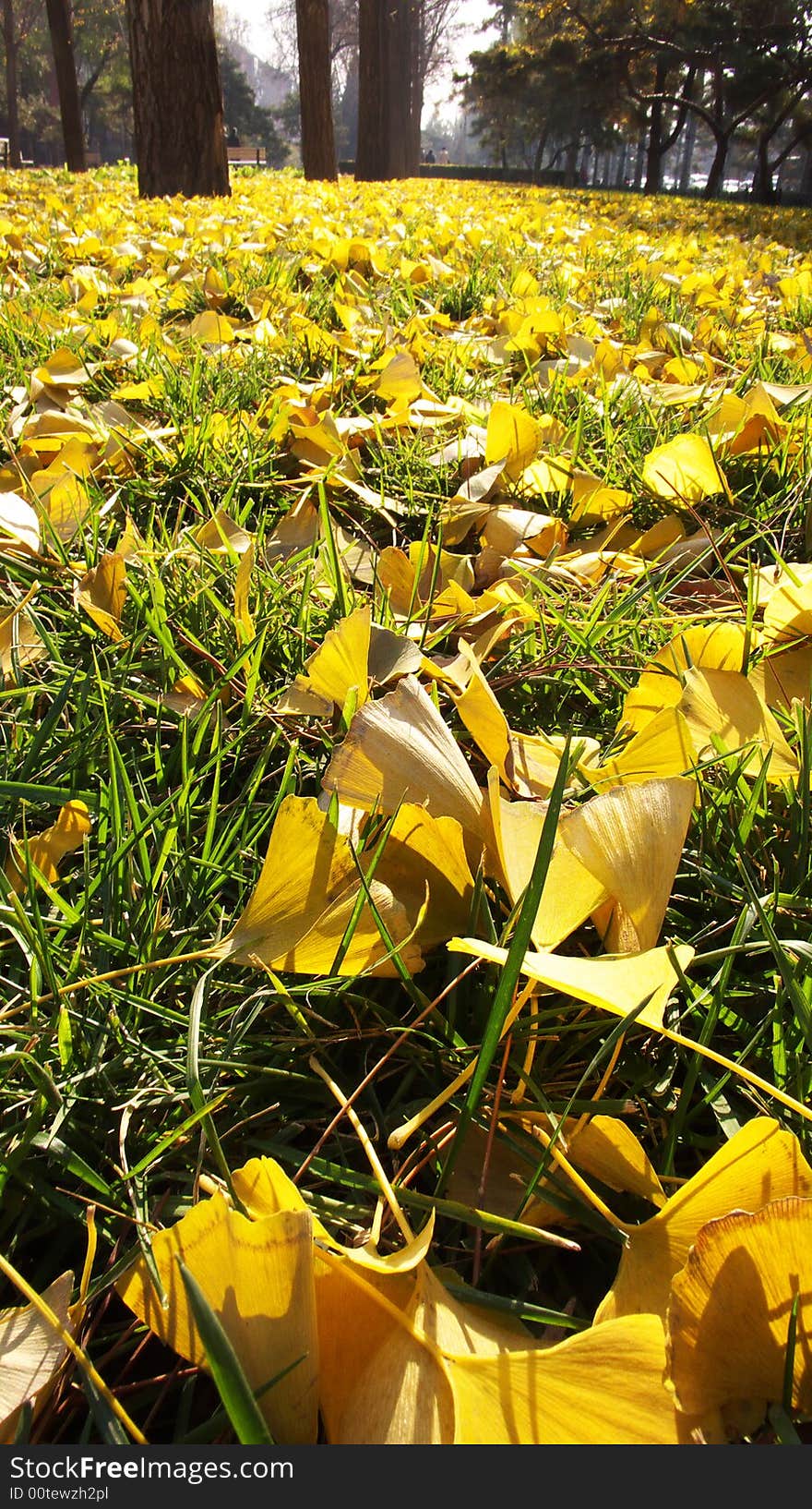 Ginkgo Beijing asian China landscape leaves. Ginkgo Beijing asian China landscape leaves