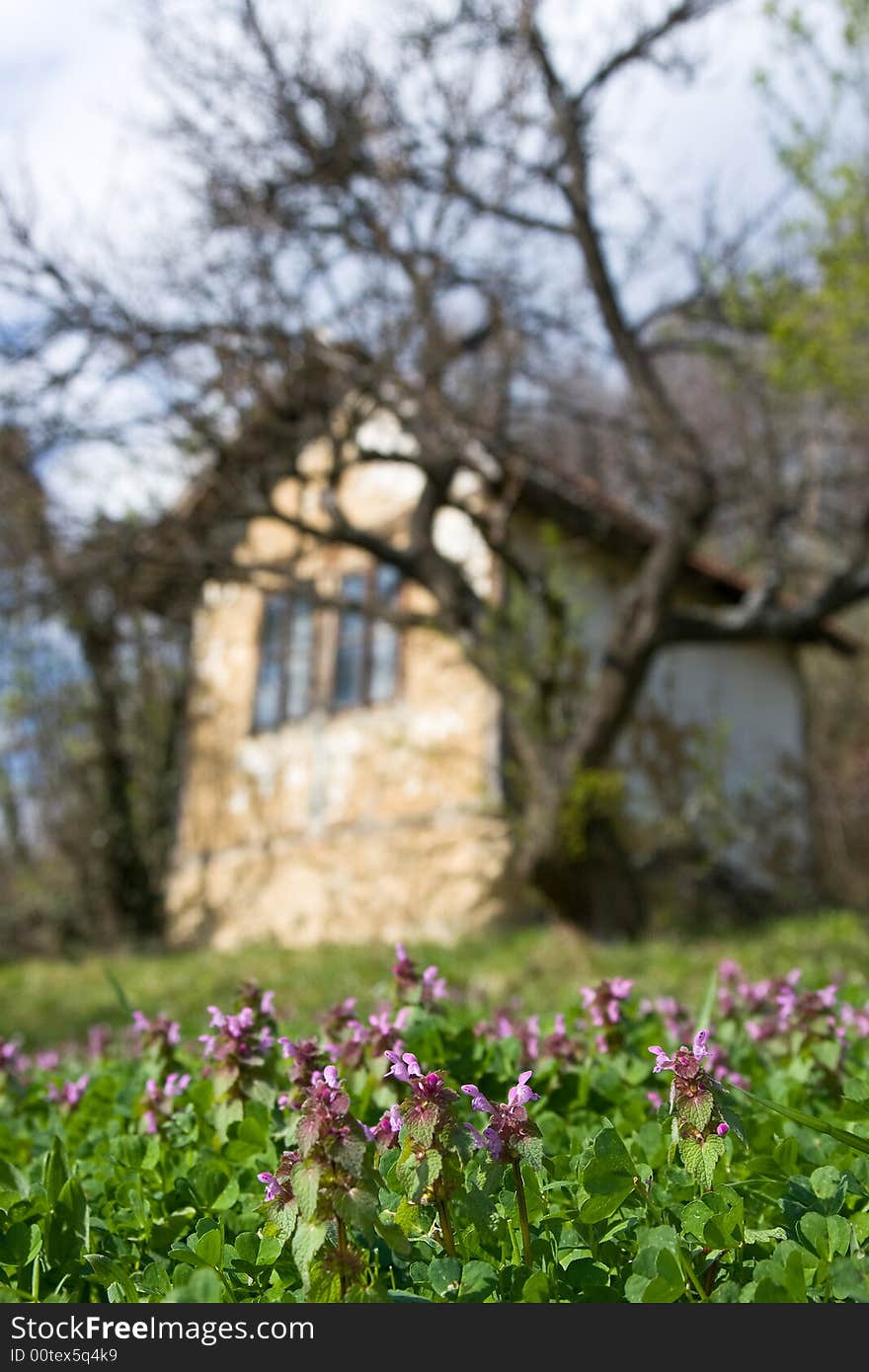 Flower in the field