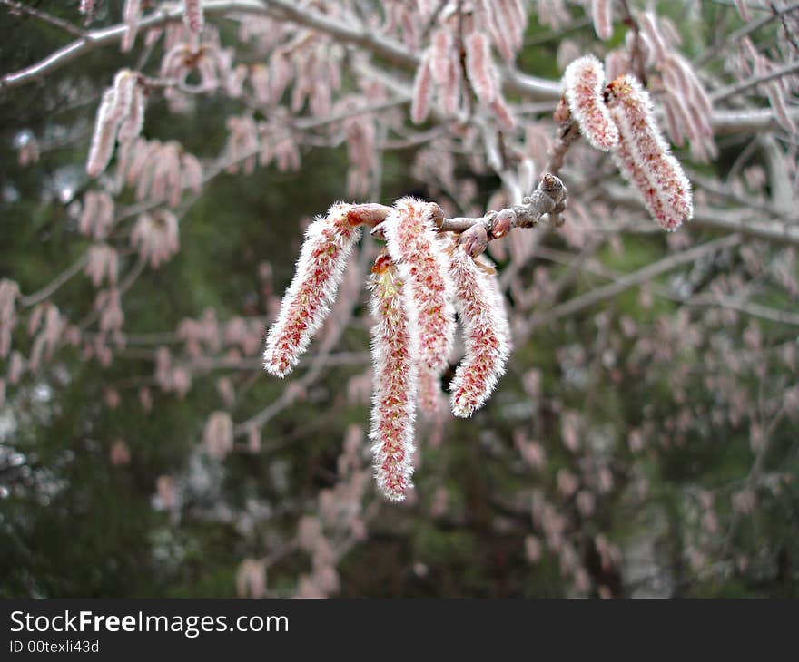 Bristled flowers erupting on the branches of a flourishing spring tree. Bristled flowers erupting on the branches of a flourishing spring tree