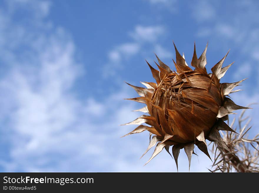 Thistle is the common name of a polyphyletic group of flowering plants characterised by leaves with sharp spines or prickles on the margins, mostly in the plant family Asteraceae. Their prickles often occur all over the plant, including on the stem and flat parts of the leaf. These are an adaptation to protect the plant against herbivorous animals, discouraging them from feeding on the plant.