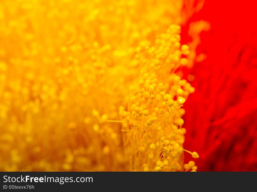 Background of amber and orange blossom. Background of amber and orange blossom