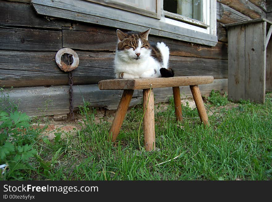 Countryside sleeping on a stool cat. Countryside sleeping on a stool cat