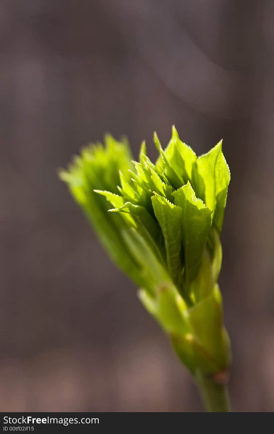 Green petals bloom macro close up at sunlight