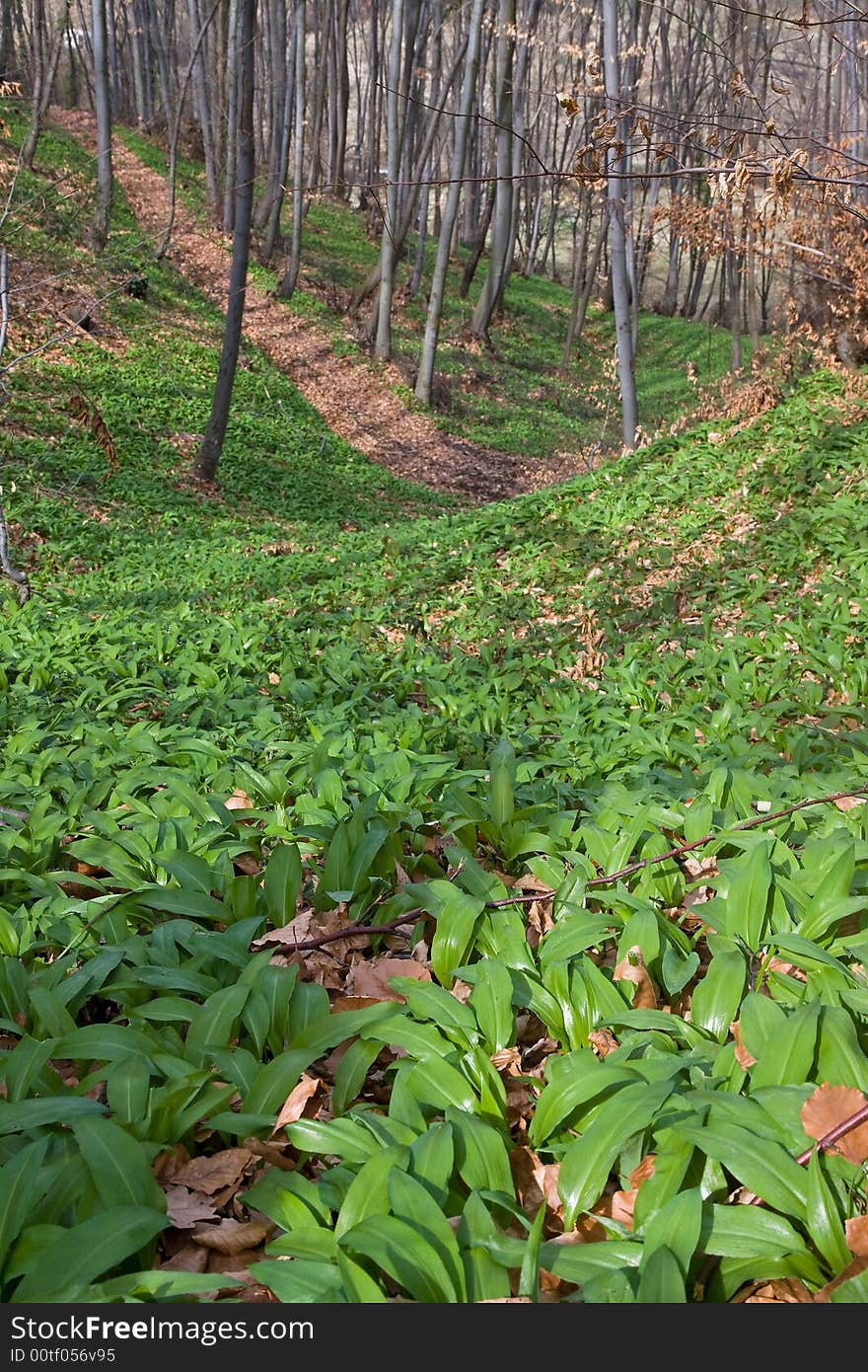 Path in the woodland