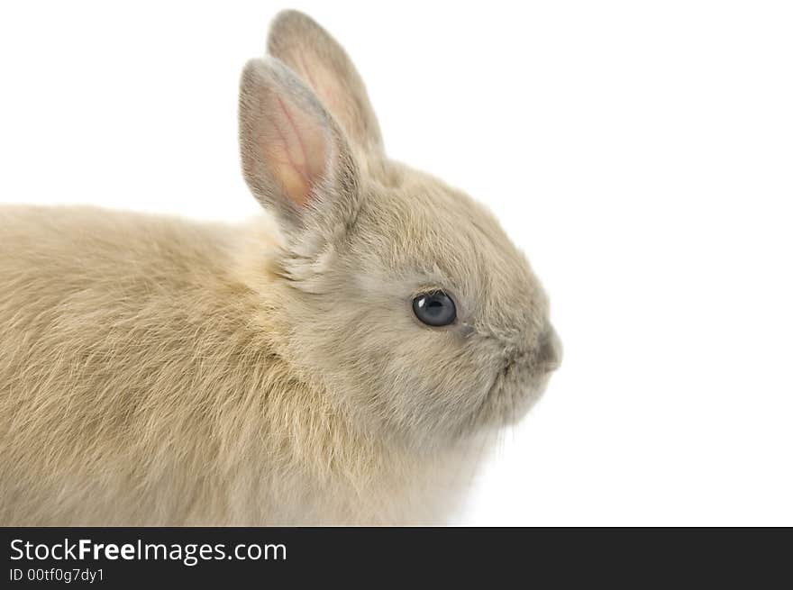 Baby of Netherland dwarf rabbit