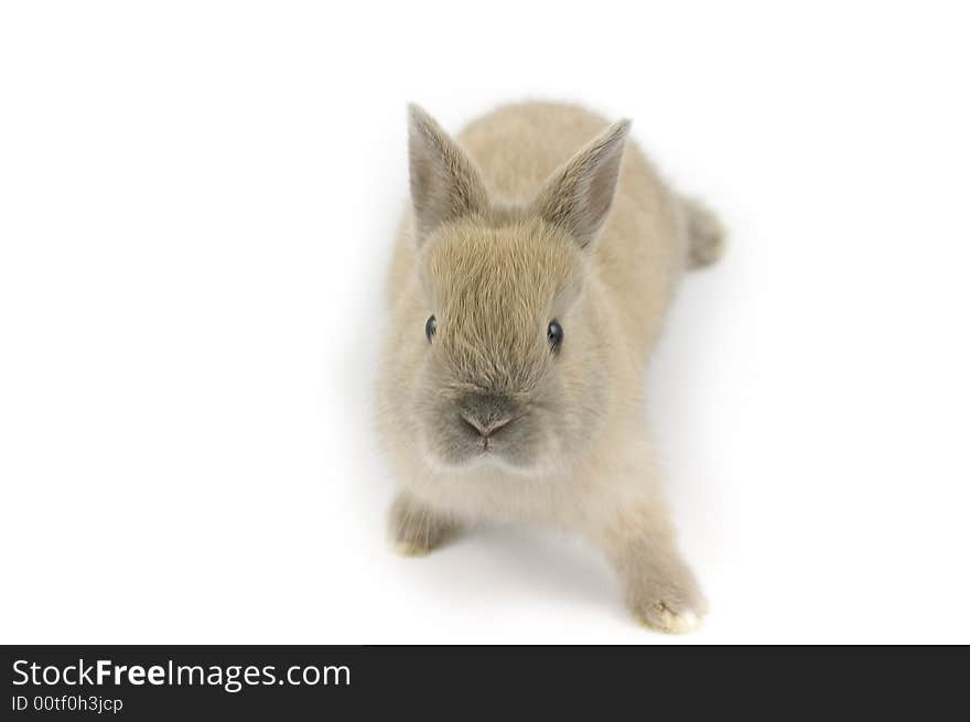 3 months old netherland dwarf on white background. 3 months old netherland dwarf on white background