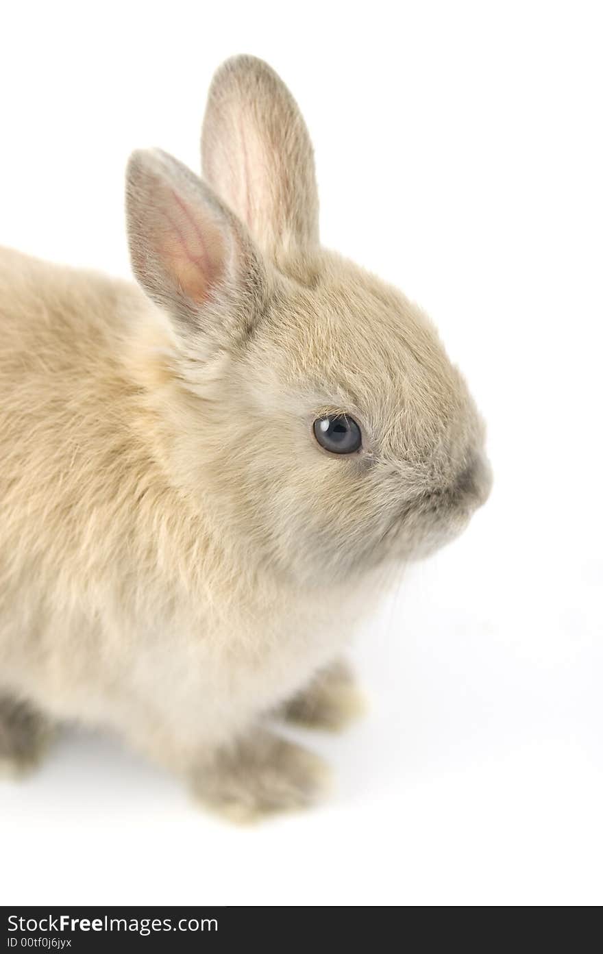 Baby Of Netherland Dwarf Rabbit