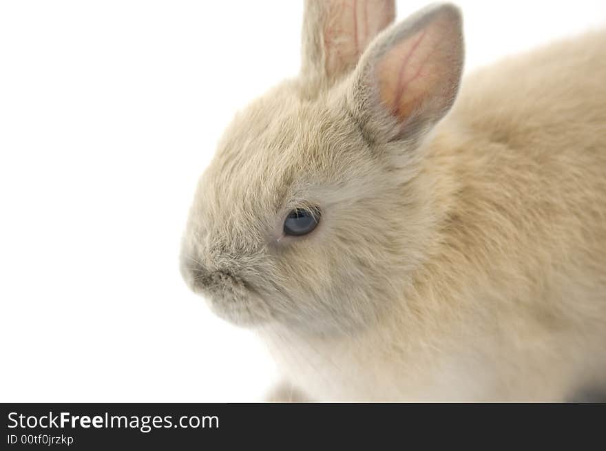 Baby Of Netherland Dwarf Rabbit