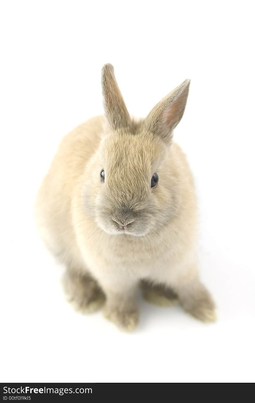 3 months old netherland dwarf on white background. 3 months old netherland dwarf on white background