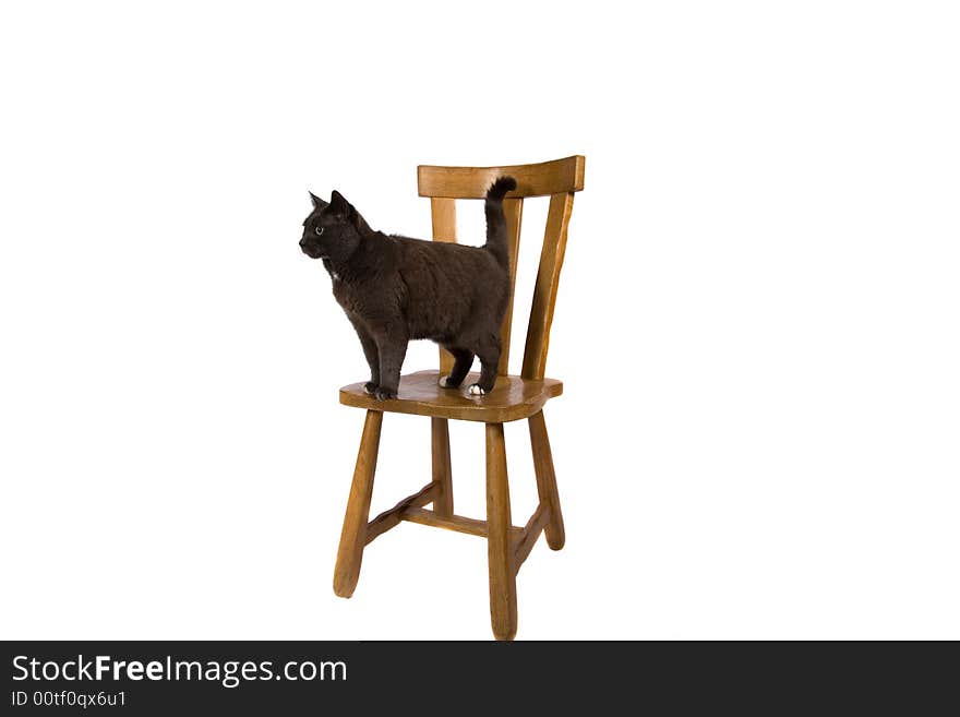 A cute black cat standing on a chair. A cute black cat standing on a chair