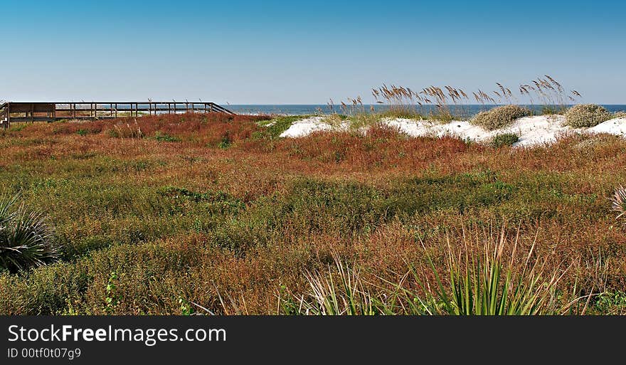 Beach Vegetation