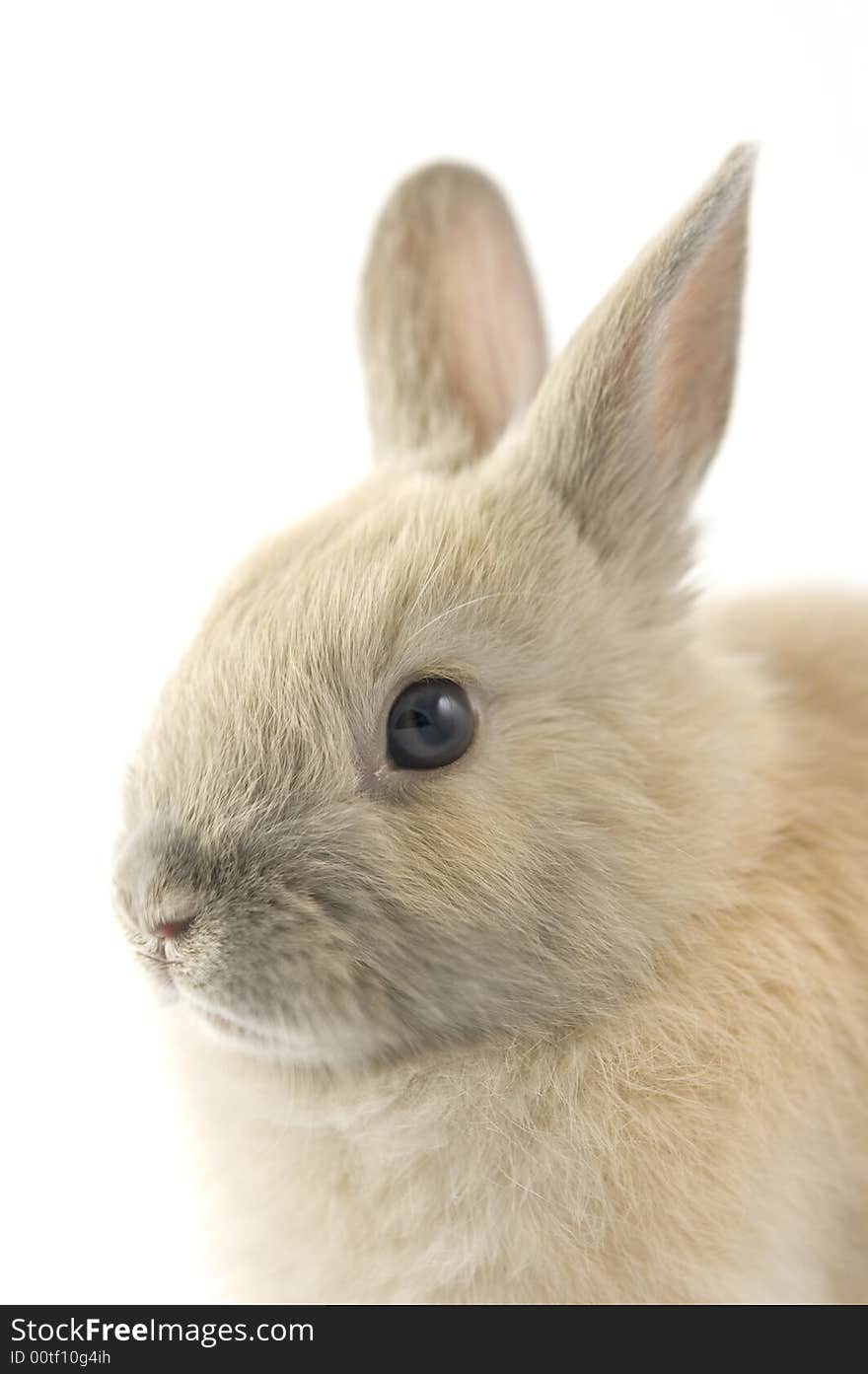 3 months old netherland dwarf on white background. 3 months old netherland dwarf on white background