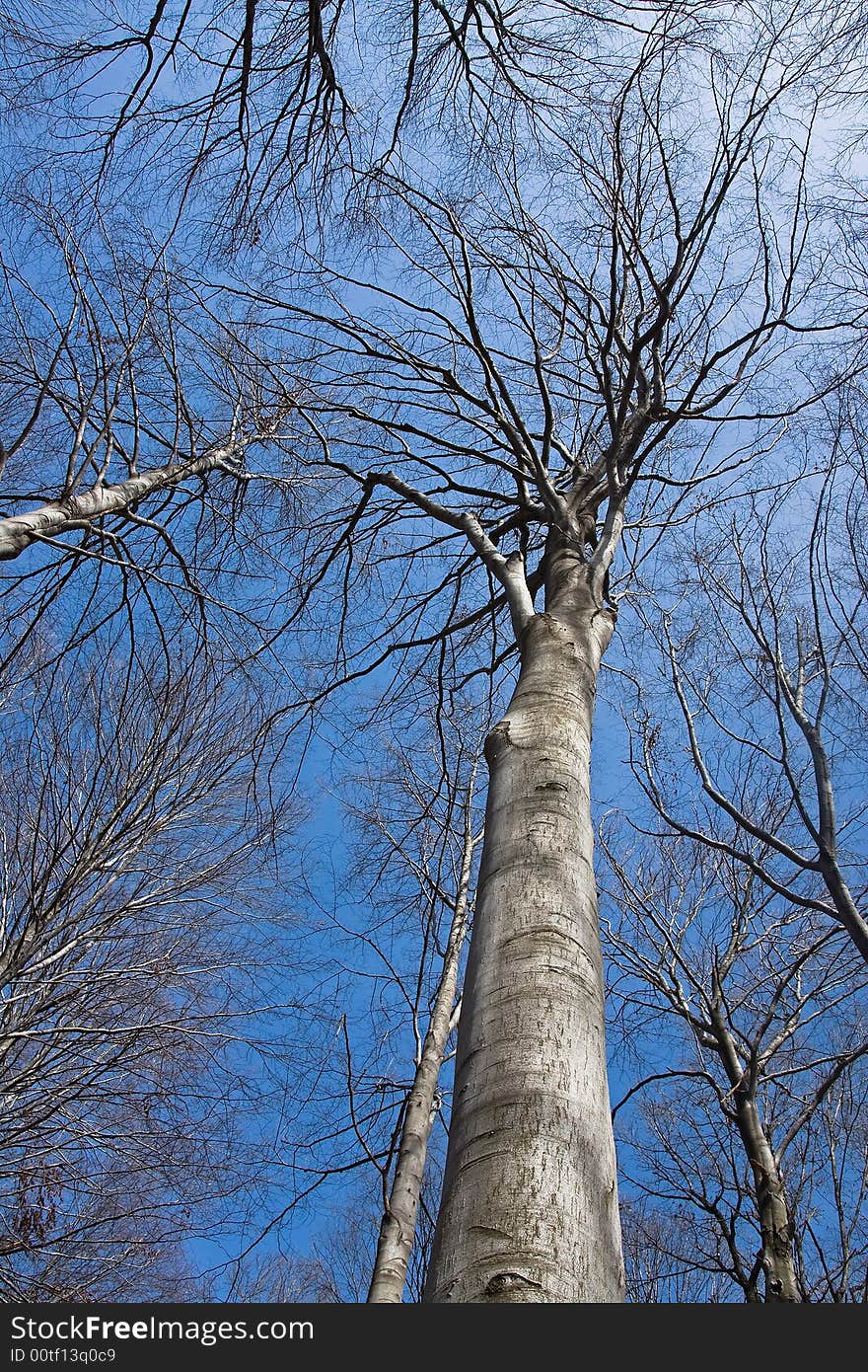 Beech treetop under the blue sky at the sunlight