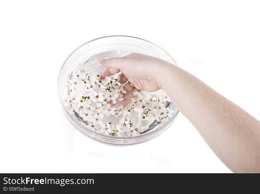 Hands in water white apple flower on white background. Hands in water white apple flower on white background