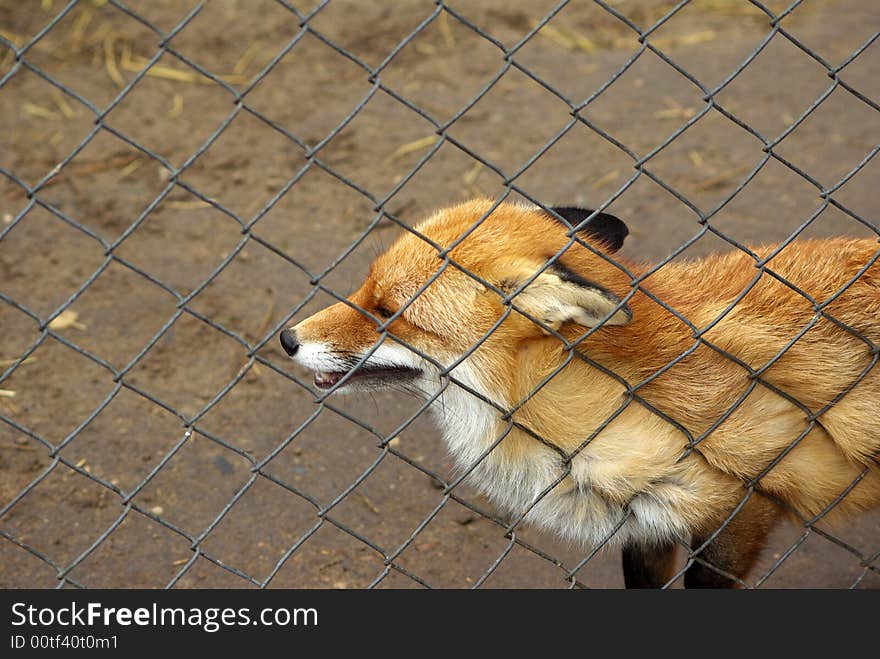 Wild red fox behind the bars looking around