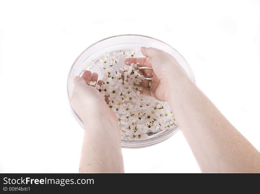 Hands in water white apple flower on white background. Hands in water white apple flower on white background