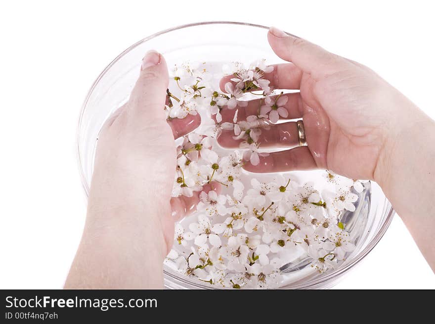 Hands in water white apple flower on white background. Hands in water white apple flower on white background