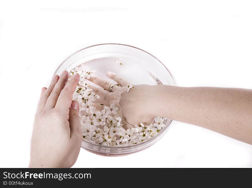 Hands in water white apple flower on white background. Hands in water white apple flower on white background