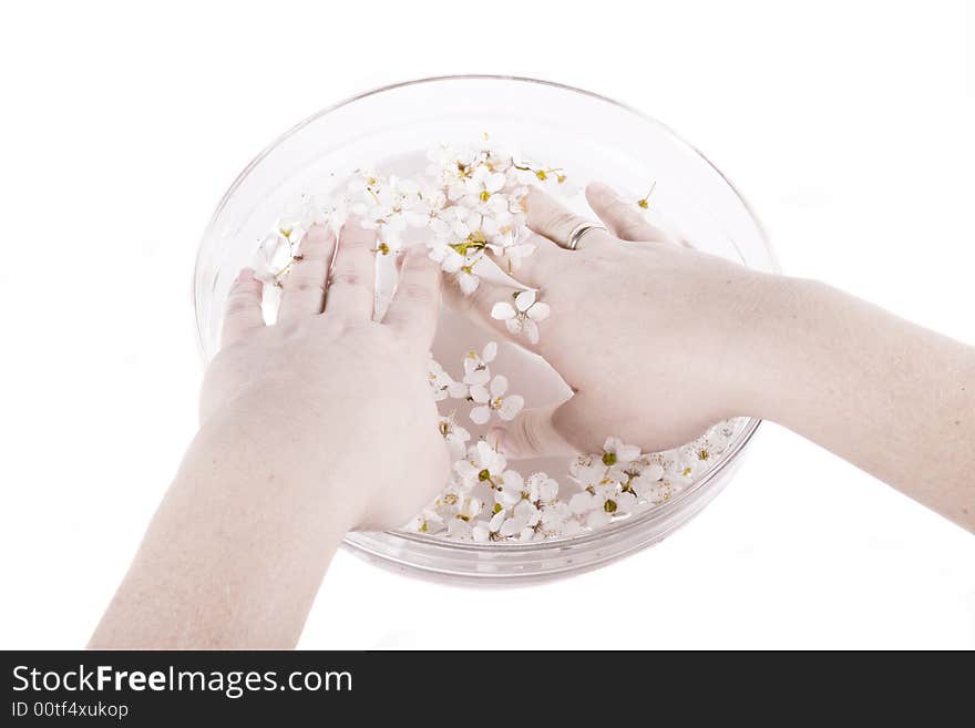 Hands in water white apple flower on white background. Hands in water white apple flower on white background