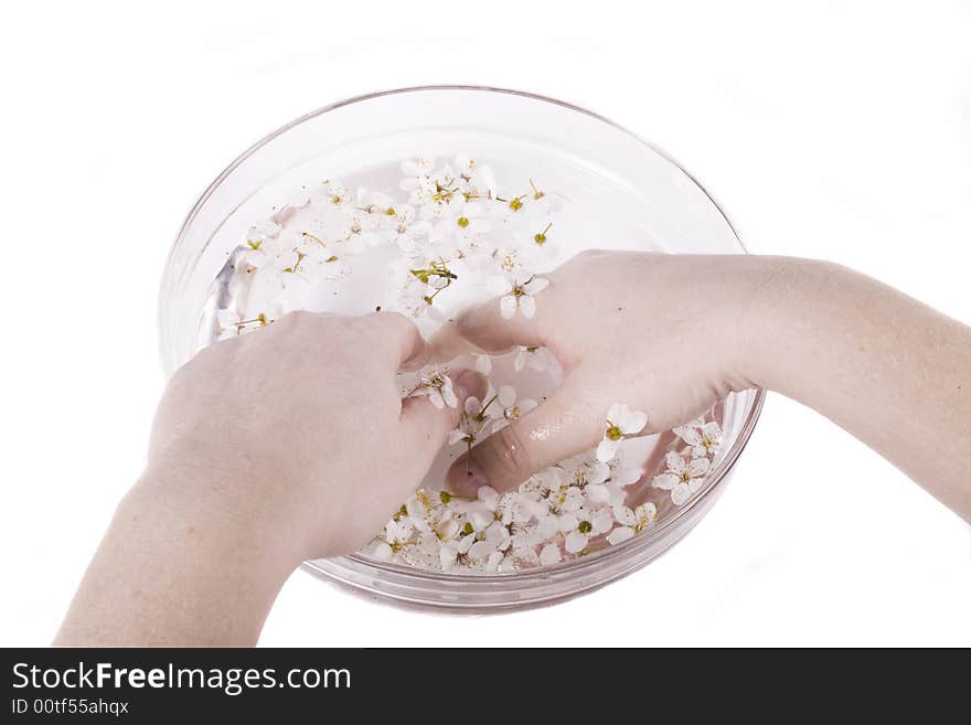 Hands in water white apple flower on white background. Hands in water white apple flower on white background