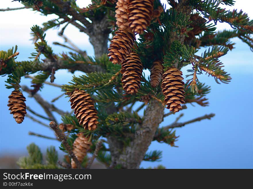 Pine Cones