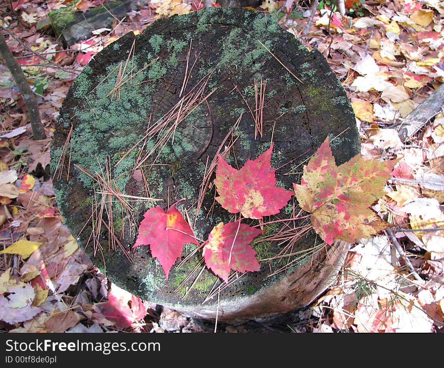 A sunlit stub with four red and yellow mapple leaves on it