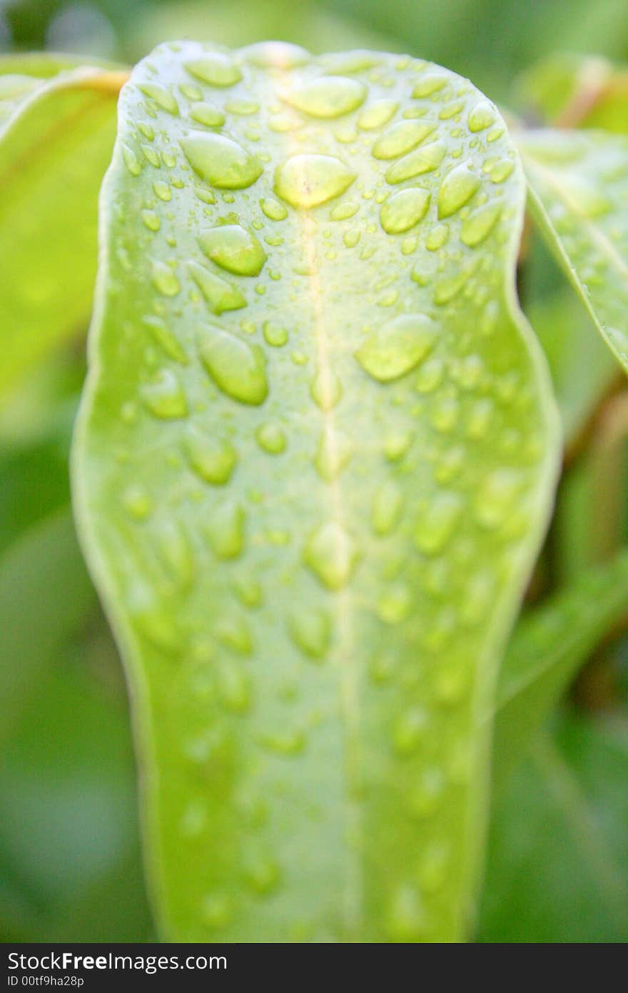 Drops on a leaf after rain- Reunion Island. Drops on a leaf after rain- Reunion Island