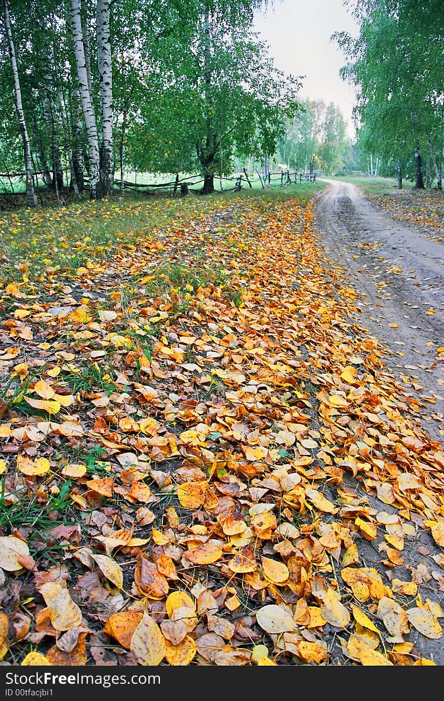 Autumn landscape with yellow leaves on a roadside