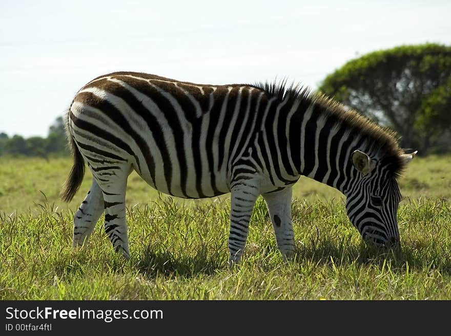 A zebra eating grass in a game park in Port Elizabeth, South Africa. A zebra eating grass in a game park in Port Elizabeth, South Africa