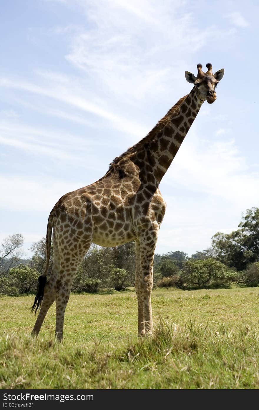 A side profile of a giraffe standing in game park in South Africa. A side profile of a giraffe standing in game park in South Africa.