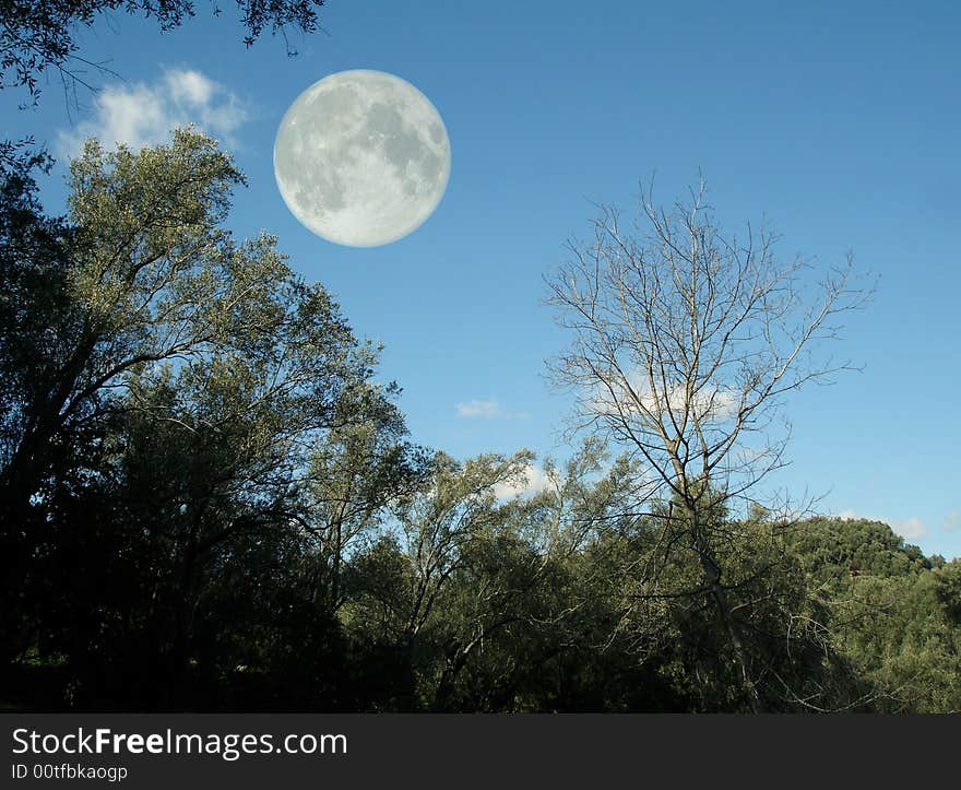 Winter tree and day fullmoon