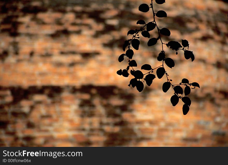 Branch in front of brick wall in Ayutthaya, Thailand