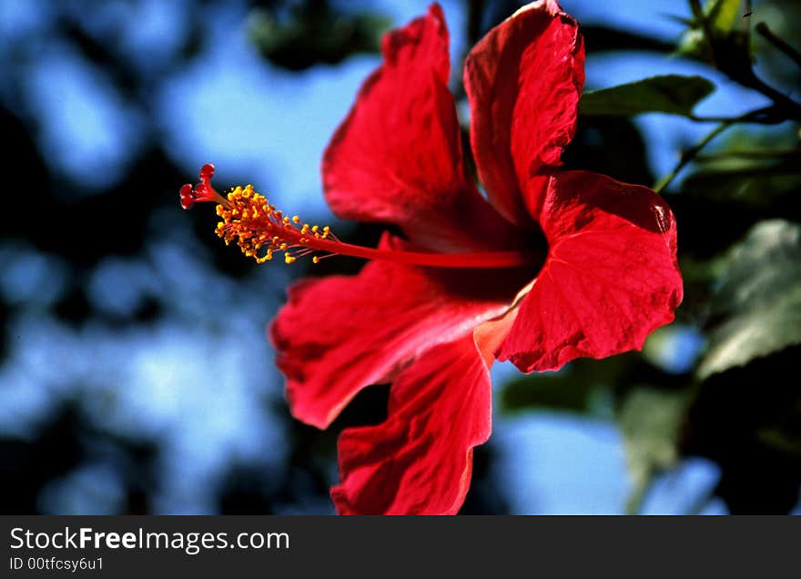 Red blossom of Hibiscus