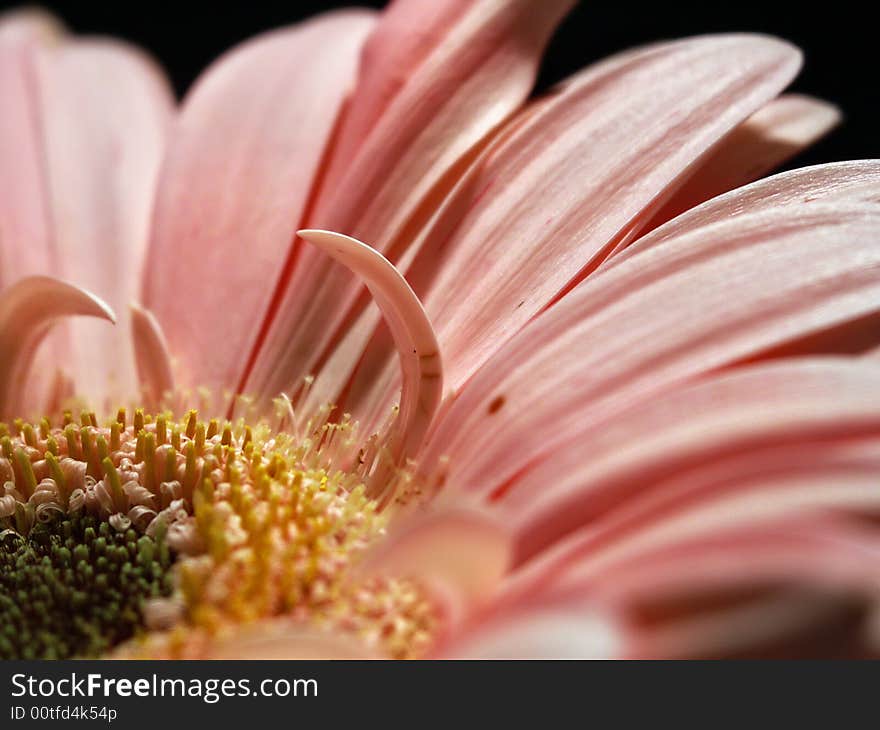 Gerbera