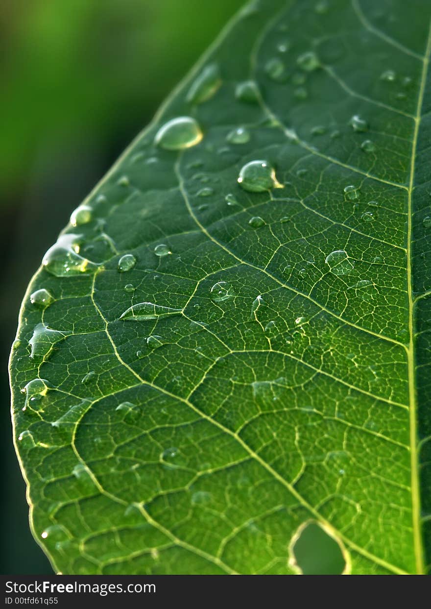 Green leaf with a hole after rain