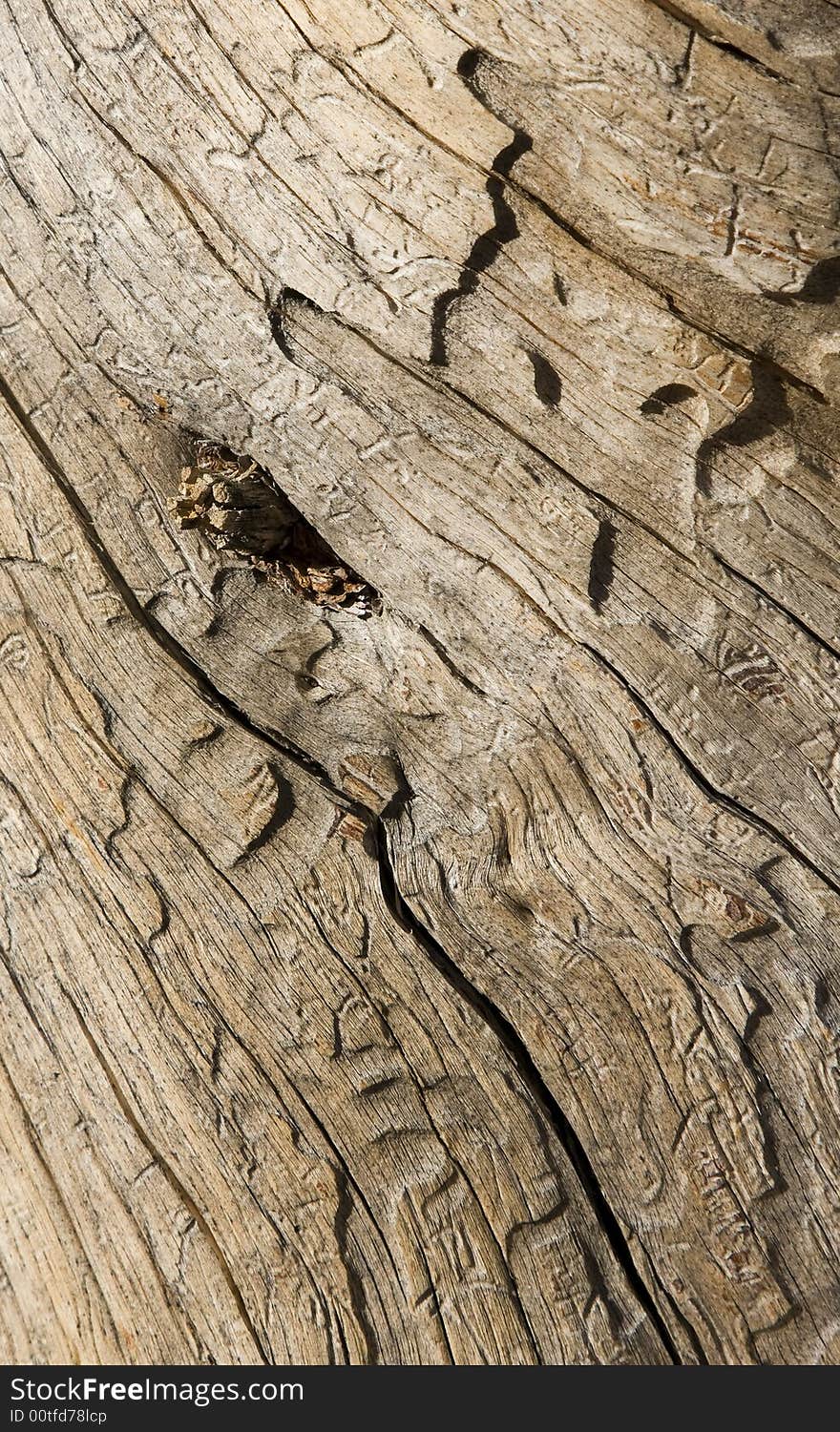 A piece of driftwood with a knot. A piece of driftwood with a knot.