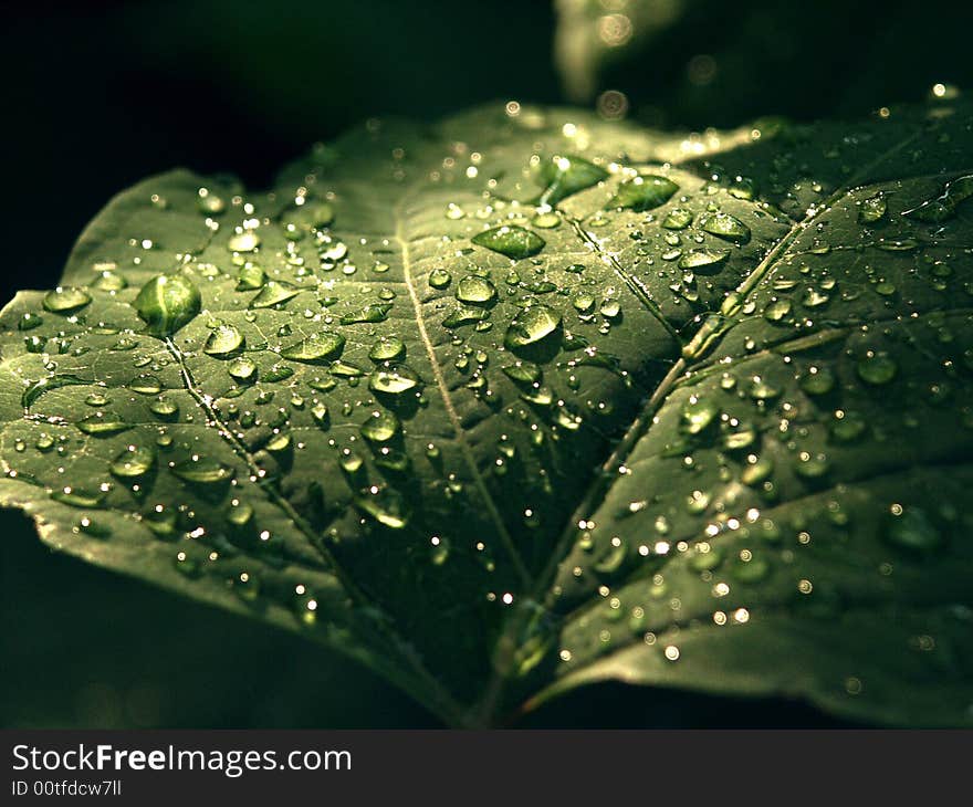 Green leaf detail after rain