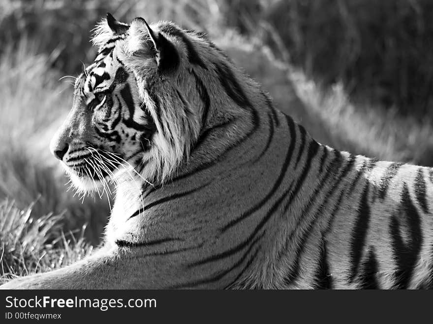 Sumatran Tiger in black & white profile