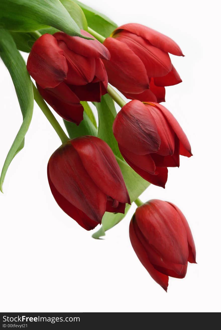 Red Tulips