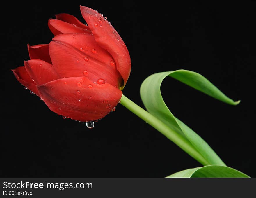 One red tulip with dew