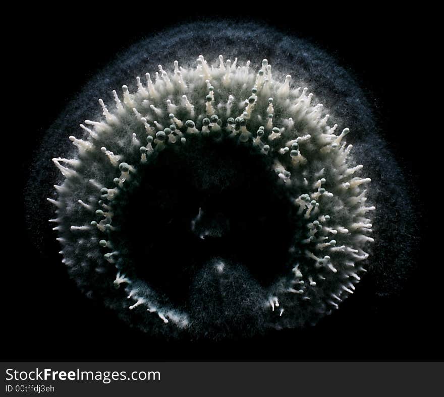 Close-up of a Penicillium colony on black background. Close-up of a Penicillium colony on black background.