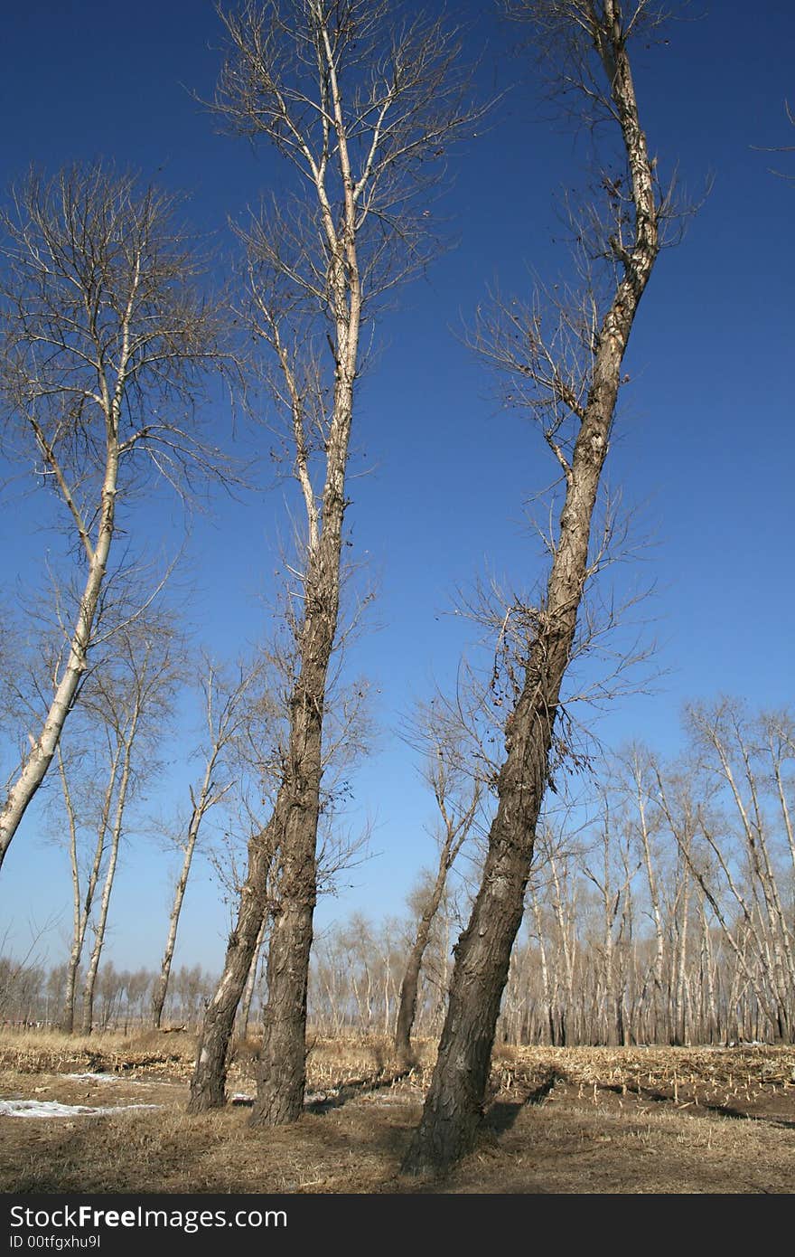 Poplar Under Blue Sky