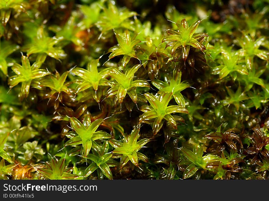 Natural green moss close-up texture