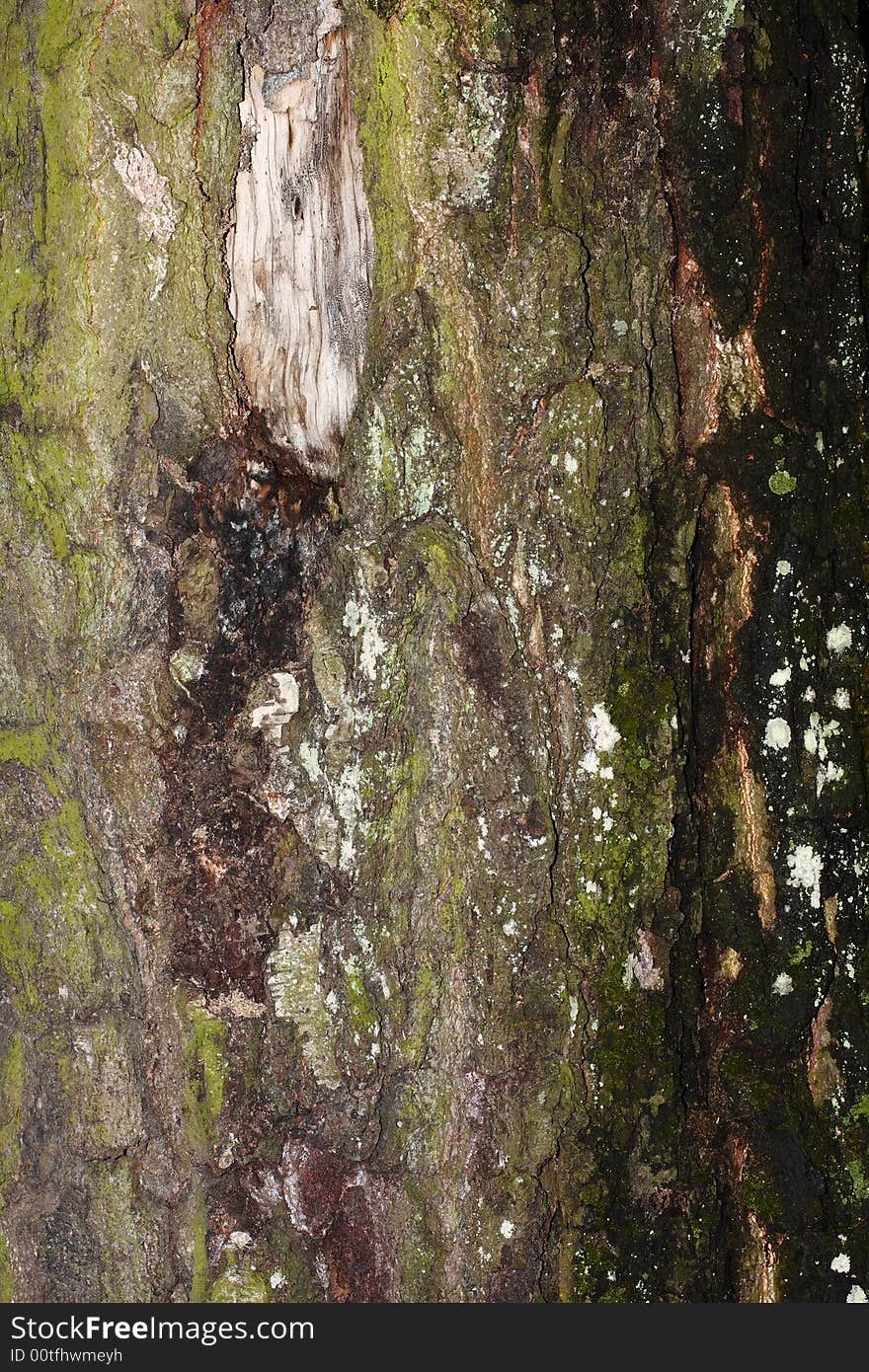 Natural bark texture close-up shot