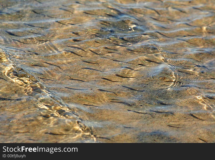 Sunny day at shallow sea. School of young fish.